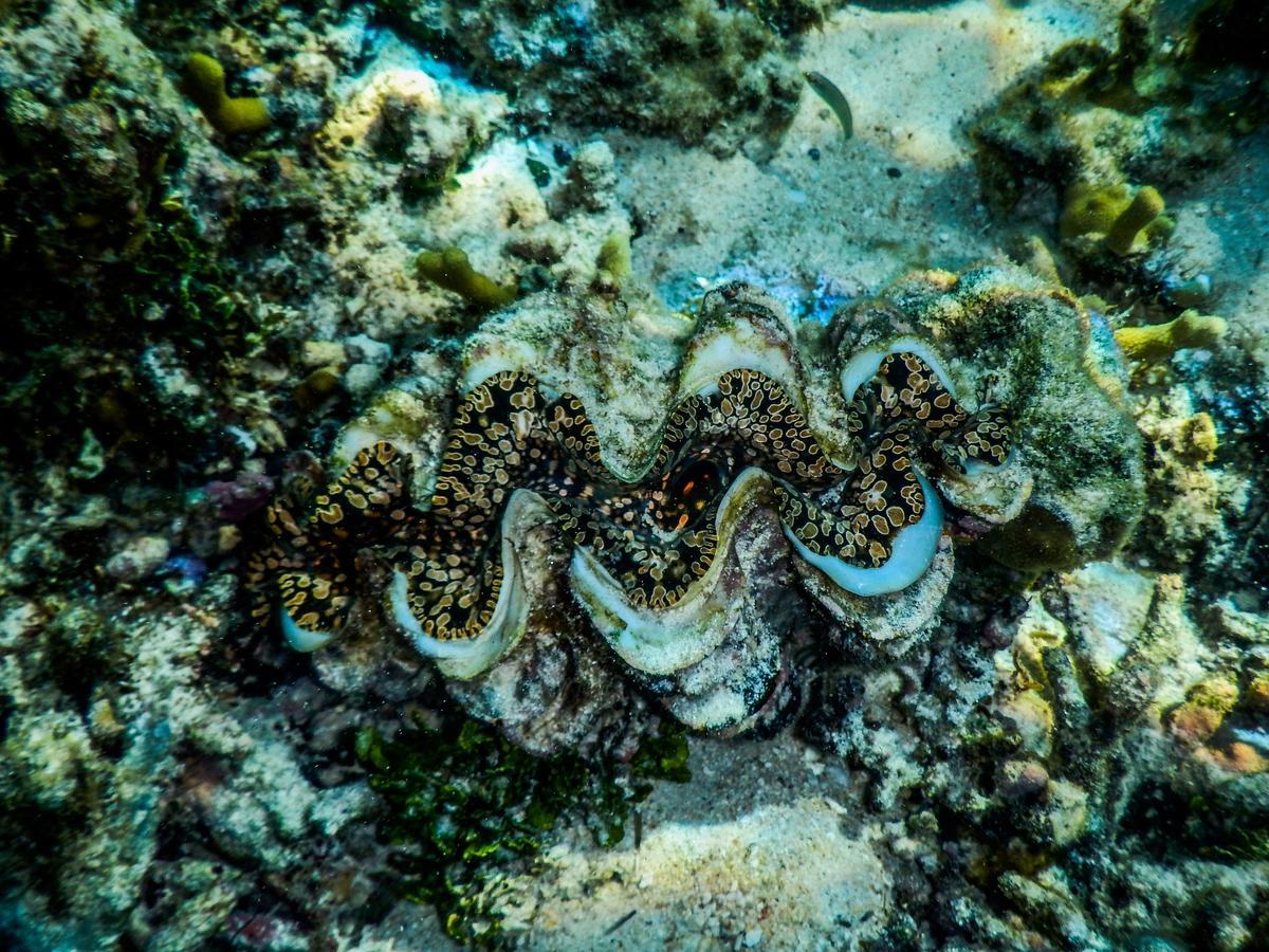Vaimoana Seaside Lodge Savai'i Island Dış mekan fotoğraf